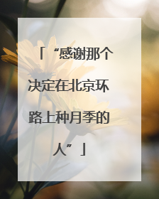 “感谢那个决定在北京环路上种月季的人”