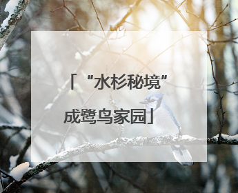 “水杉秘境”成鹭鸟家园