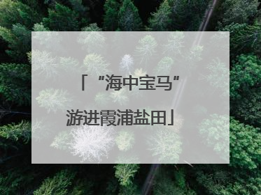 “海中宝马”游进霞浦盐田