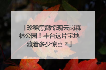 珍稀黑鹳惊现云岗森林公园！丰台这片宝地藏着多少惊喜？