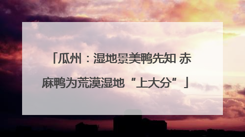 瓜州：湿地景美鸭先知 赤麻鸭为荒漠湿地“上大分”