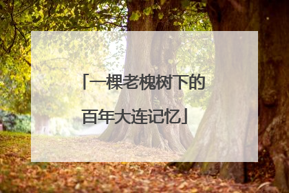 一棵老槐树下的百年大连记忆