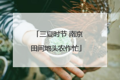 三夏时节 南京田间地头农作忙