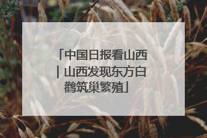 中国日报看山西｜山西发现东方白鹳筑巢繁殖