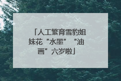 人工繁育雪豹姐妹花“水墨”“油画”六岁啦