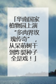 华南国家植物园上演“多肉界玫瑰传奇”，从呆萌树干到炸裂种子全是戏！