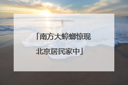 南方大蟑螂惊现北京居民家中