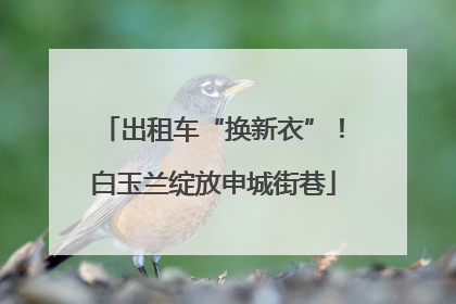 出租车“换新衣”！白玉兰绽放申城街巷
