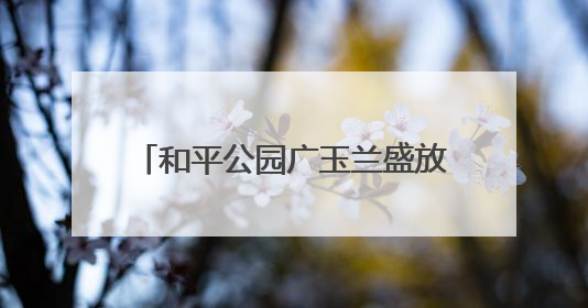 和平公园广玉兰盛放，江城夏日添雅韵