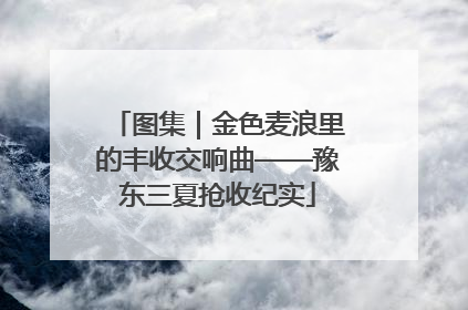 图集｜金色麦浪里的丰收交响曲——豫东三夏抢收纪实