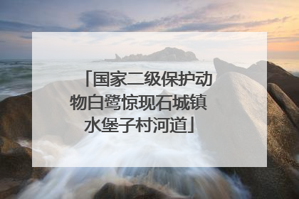 国家二级保护动物白鹭惊现石城镇水堡子村河道