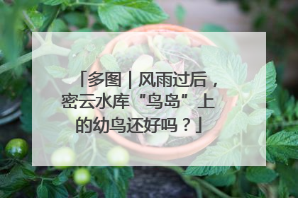 多图｜风雨过后，密云水库“鸟岛”上的幼鸟还好吗？