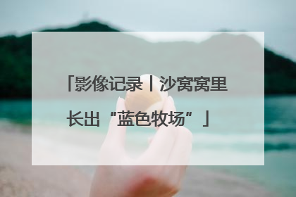 影像记录丨沙窝窝里长出“蓝色牧场”
