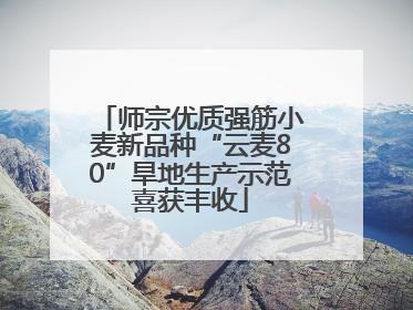 师宗优质强筋小麦新品种“云麦80”旱地生产示范喜获丰收