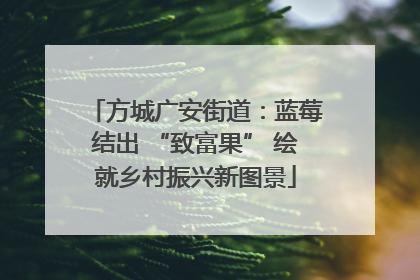 方城广安街道：蓝莓结出 “致富果” 绘就乡村振兴新图景
