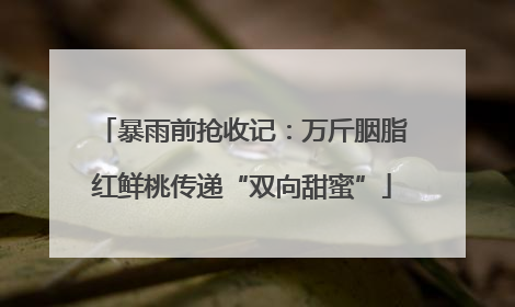 暴雨前抢收记：万斤胭脂红鲜桃传递“双向甜蜜”