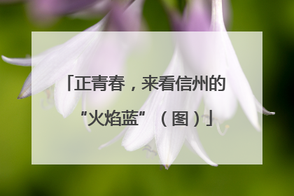 正青春，来看信州的“火焰蓝”（图）