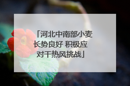 河北中南部小麦长势良好 积极应对干热风挑战