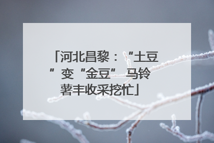 河北昌黎：“土豆”变“金豆” 马铃薯丰收采挖忙