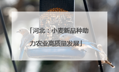 河北：小麦新品种助力农业高质量发展