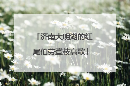 济南大明湖的红尾伯劳登枝高歌
