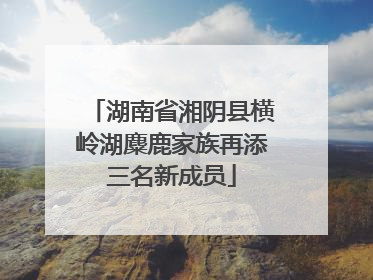 湖南省湘阴县横岭湖麋鹿家族再添三名新成员