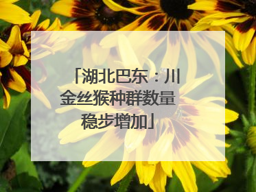 湖北巴东：川金丝猴种群数量稳步增加