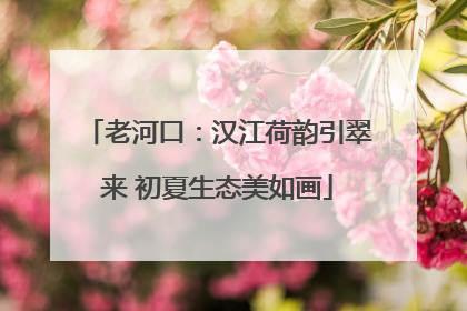 老河口：汉江荷韵引翠来 初夏生态美如画