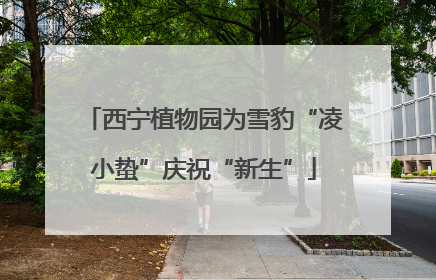 西宁植物园为雪豹“凌小蛰”庆祝“新生”