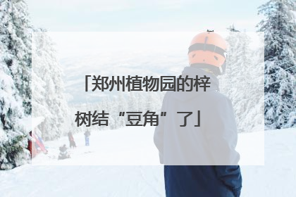 郑州植物园的梓树结“豆角”了