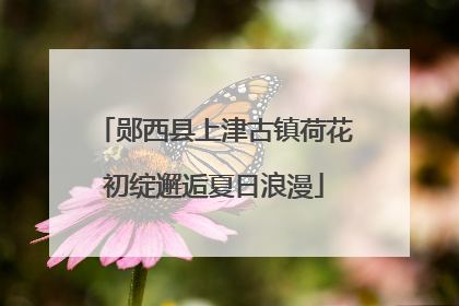 郧西县上津古镇荷花初绽邂逅夏日浪漫