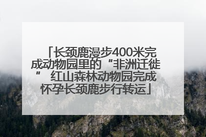 长颈鹿漫步400米完成动物园里的“非洲迁徙” 红山森林动物园完成怀孕长颈鹿步行转运
