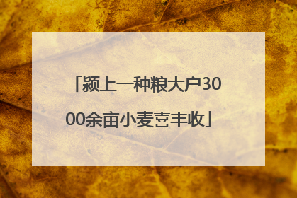 颍上一种粮大户3000余亩小麦喜丰收