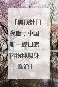 黑顶蛙口夜鹰，中国唯一蟆口鸱科物种现身临沧